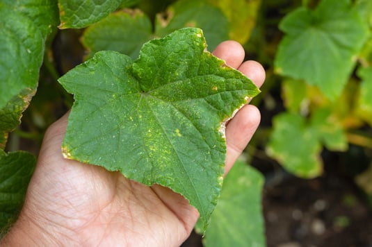 leaf with early blight