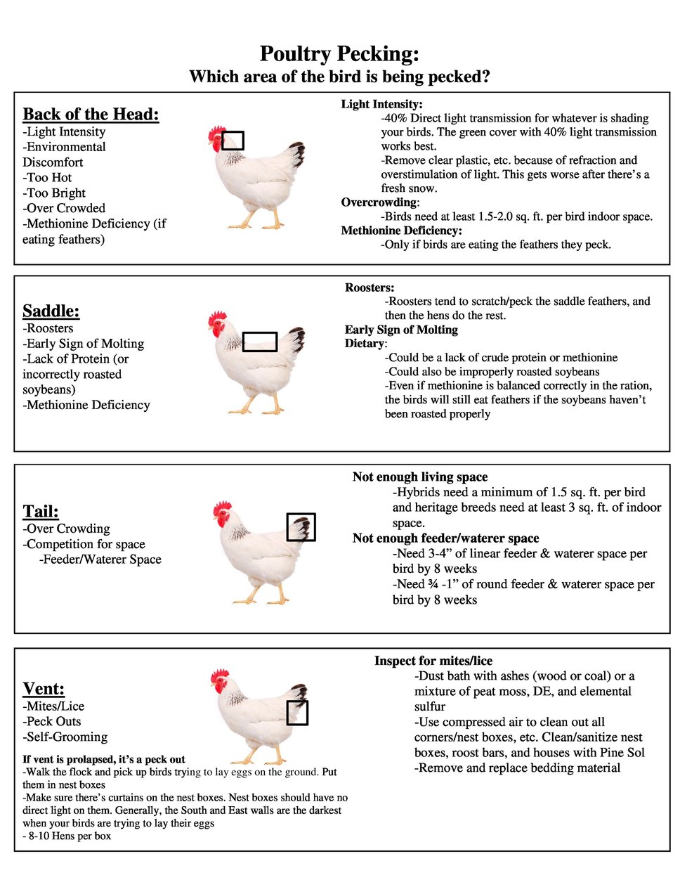 Poultry Pecking Chart- Head, Saddle, Vent, and Tail Pecking causes and solutions