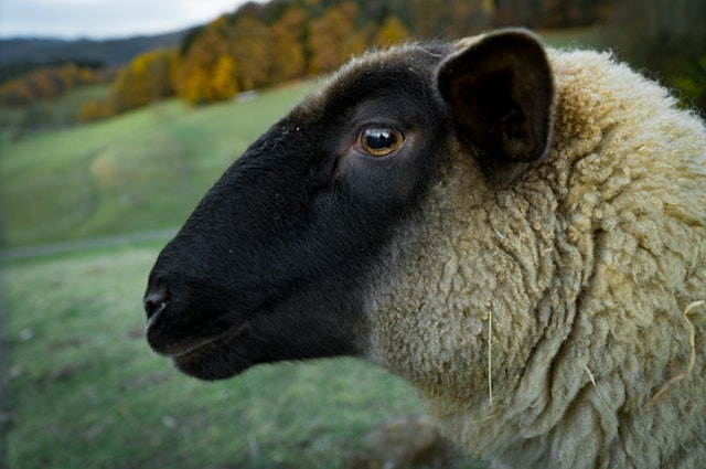 Sheep Ration