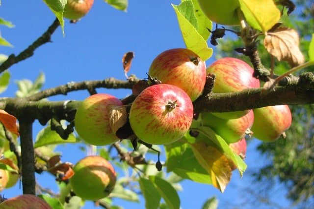 Fruit & Nut Tree Program