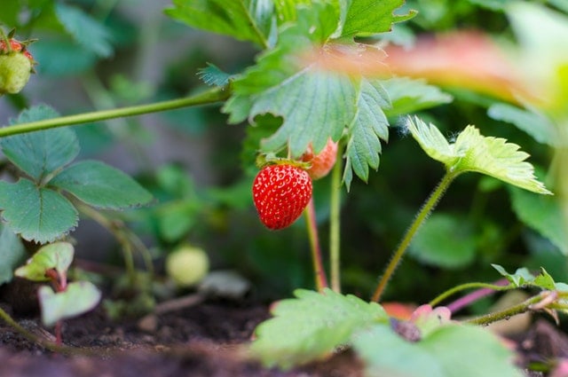 Strawberries- Pyganic