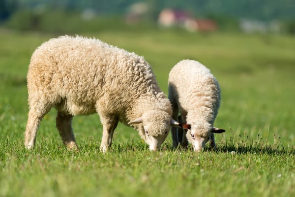 sheep on pasture